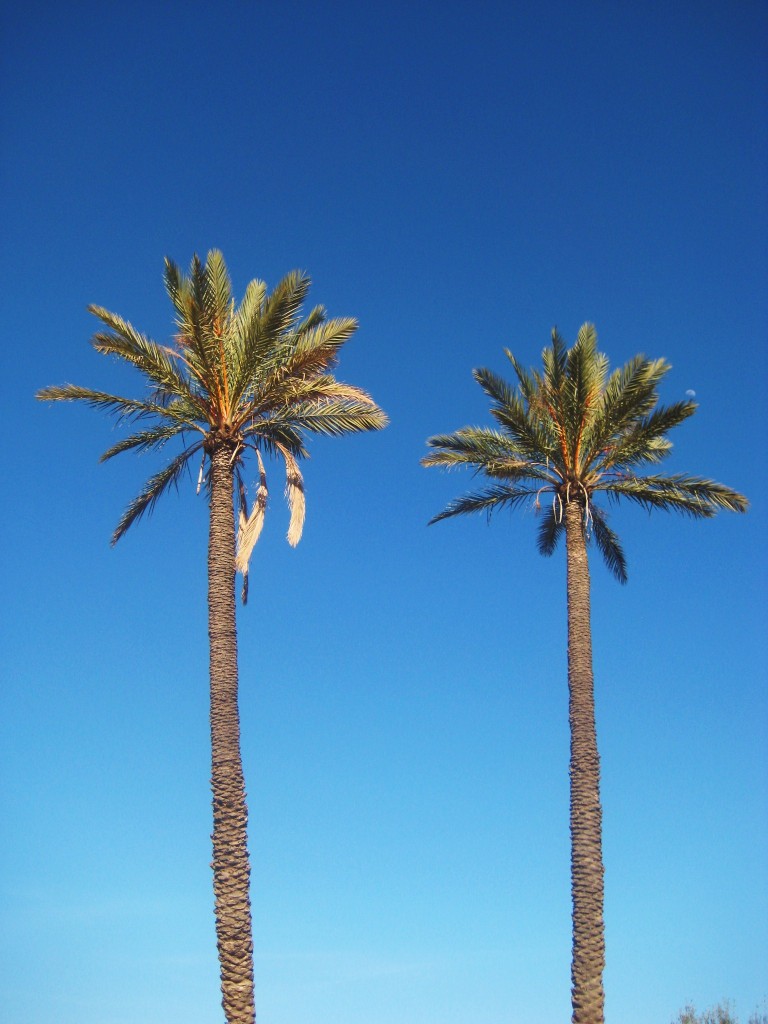 Palm trees in Marrakech