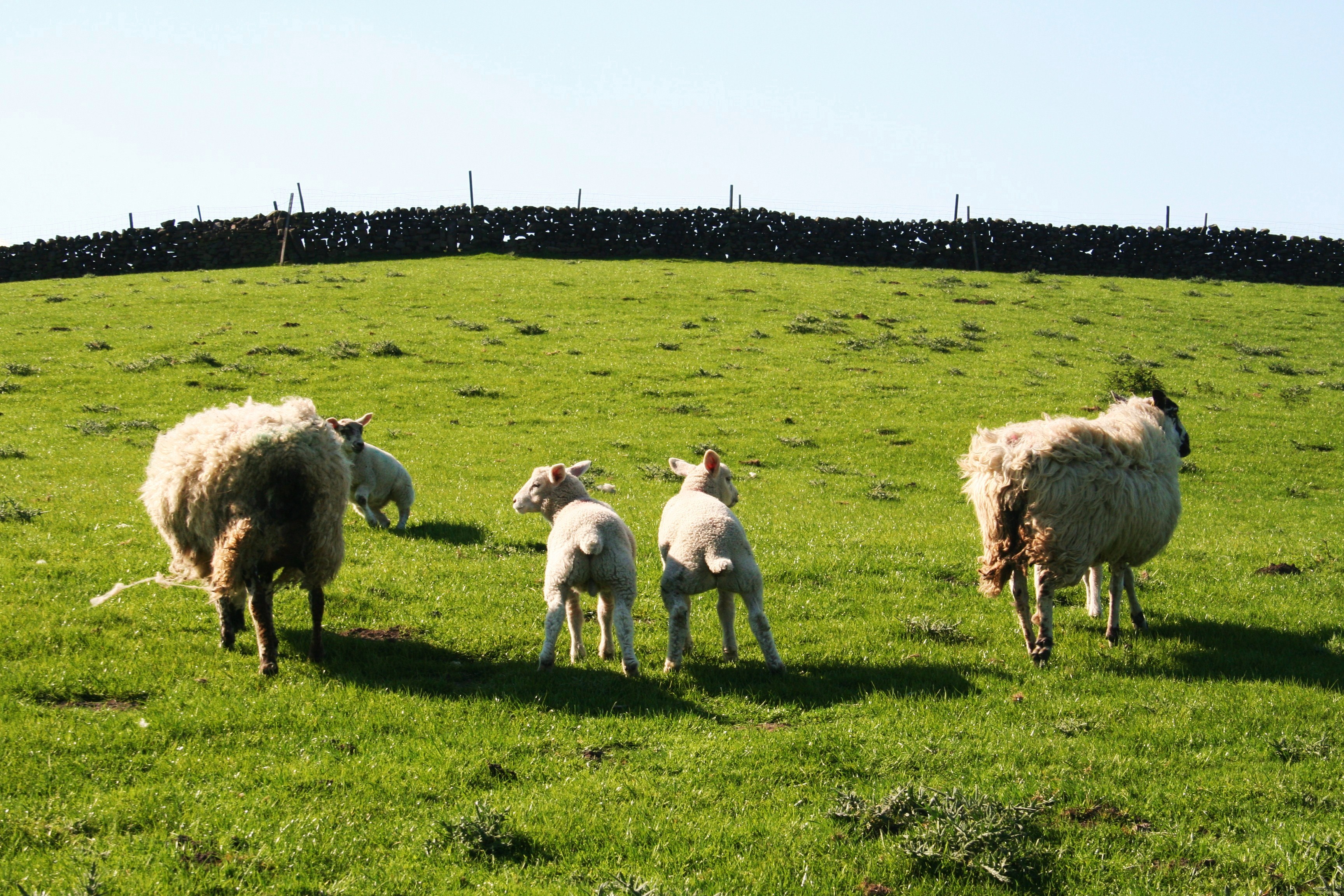 Lambs on Bronte Moors
