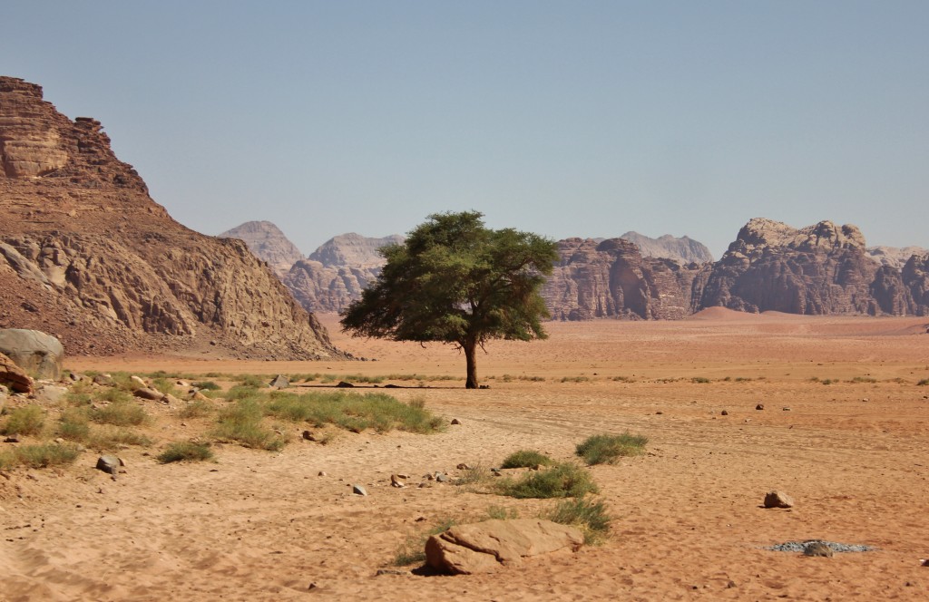 Wadi Rum desert, tree, sand, UNESCO World Heritage Site, Jeep, 4x4, canyons, rocks