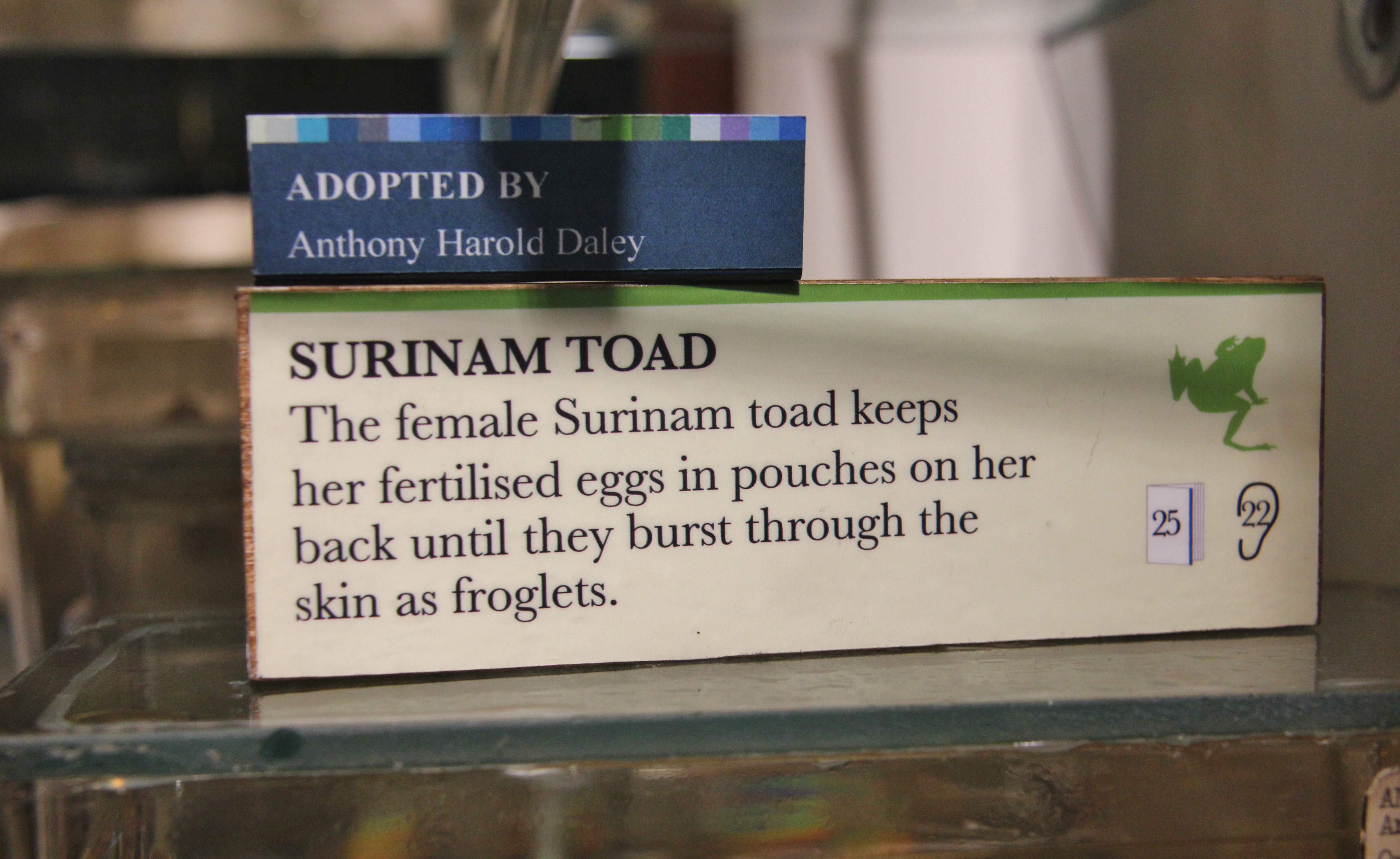 Description of Surinam Toad