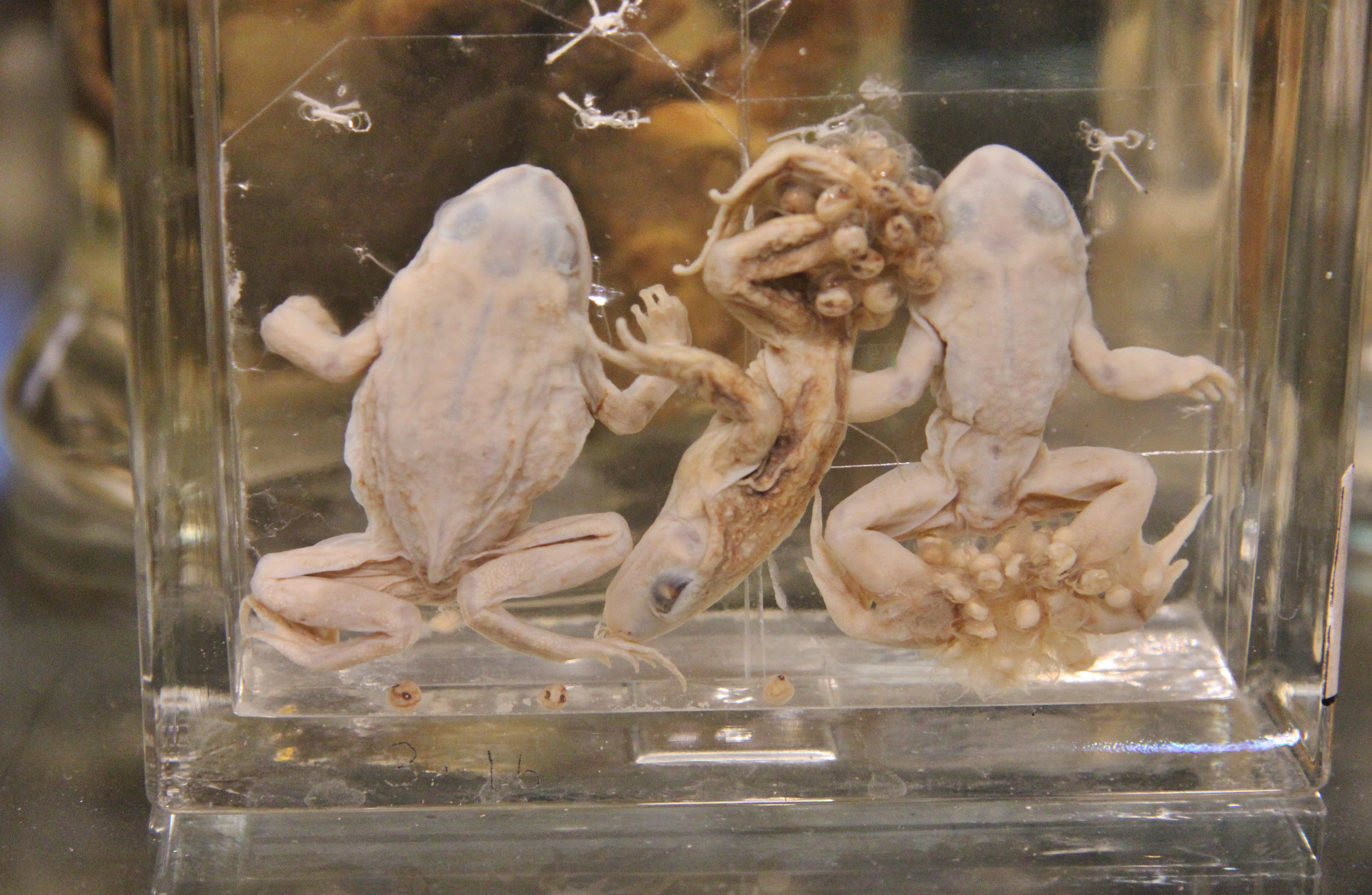 Midwife Toad, Grant Museum of Zoology