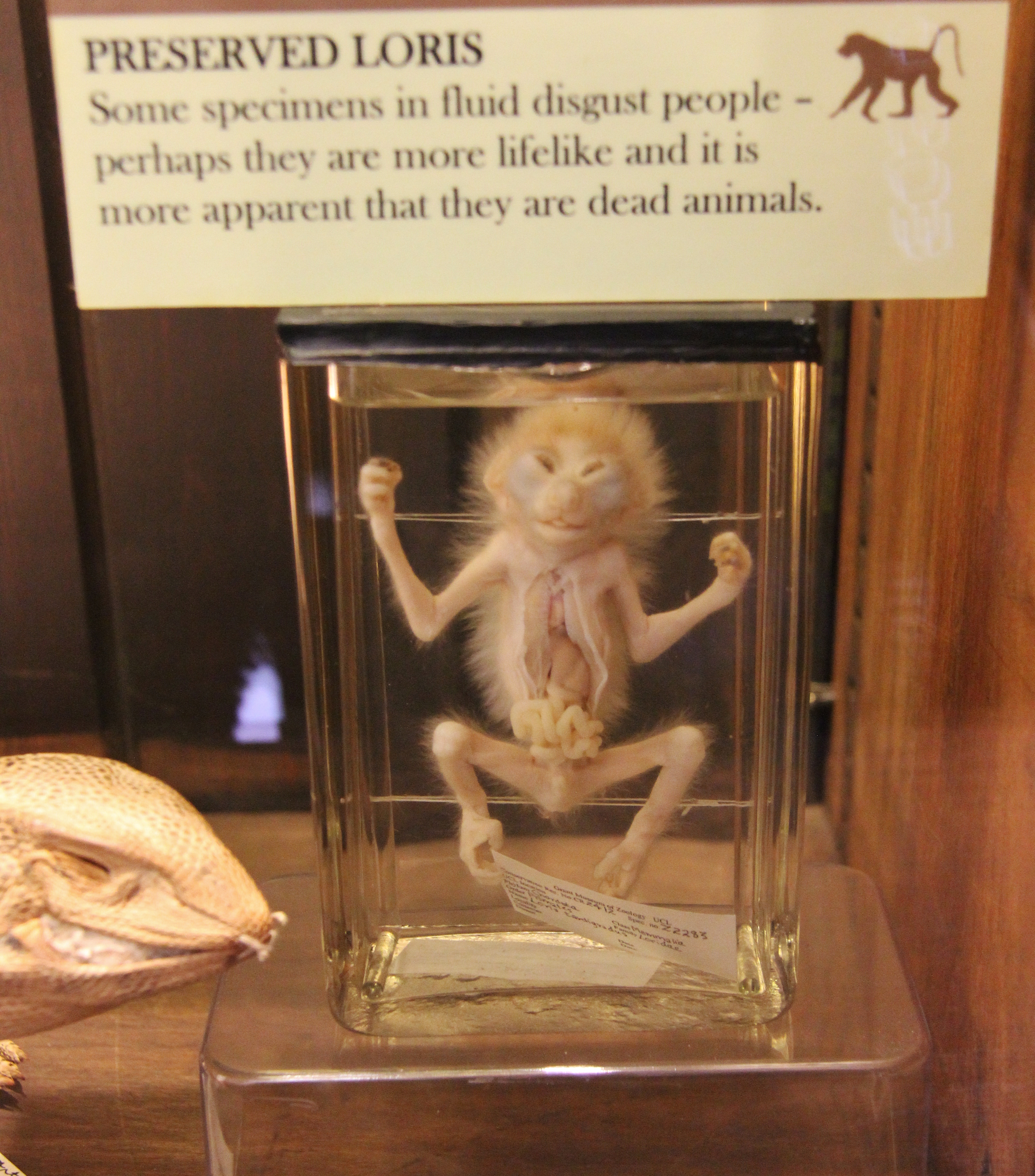Preserved Loris, Grant Museum of Zoology
