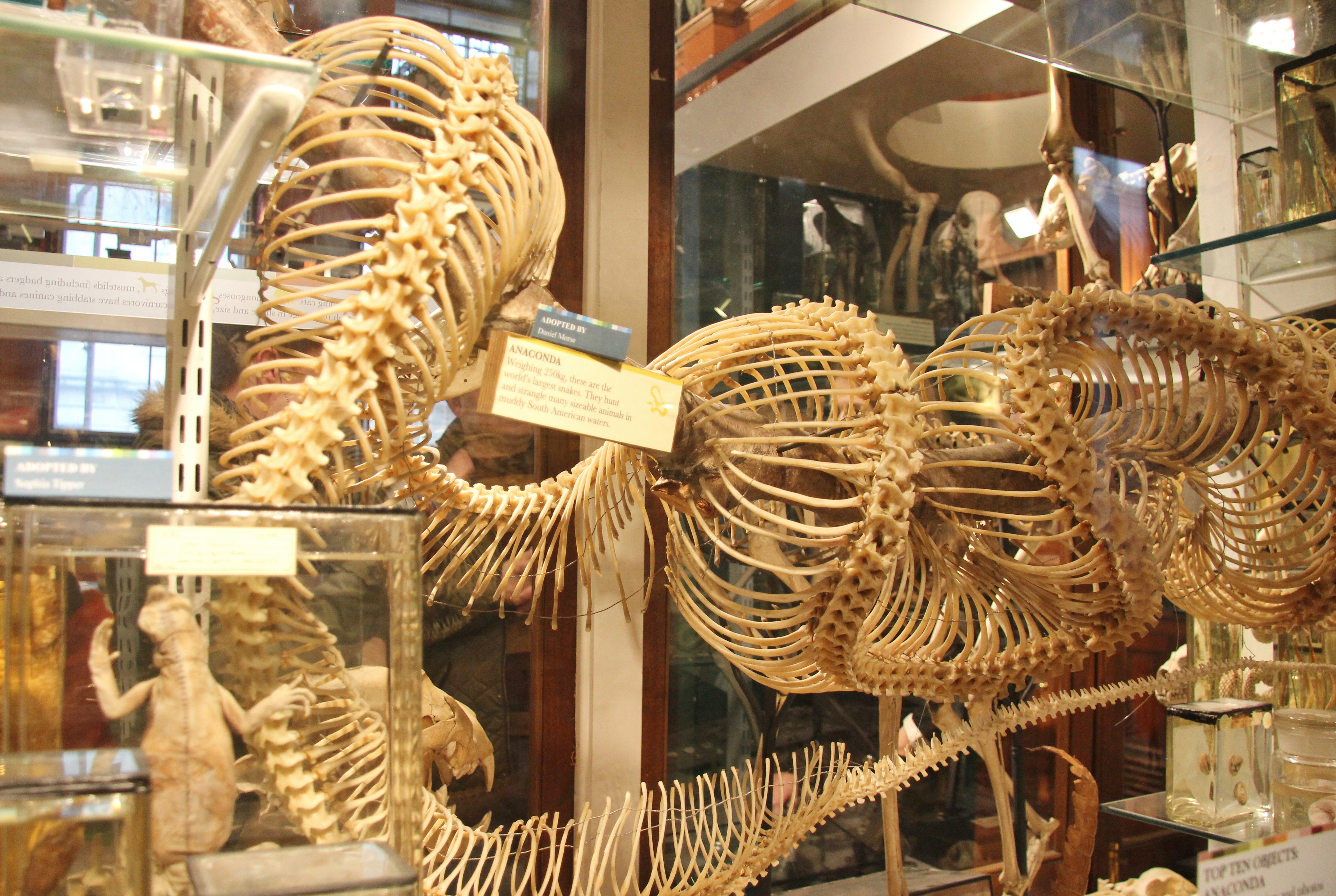 Snake skeleton, inside Grant Museum of Zoology