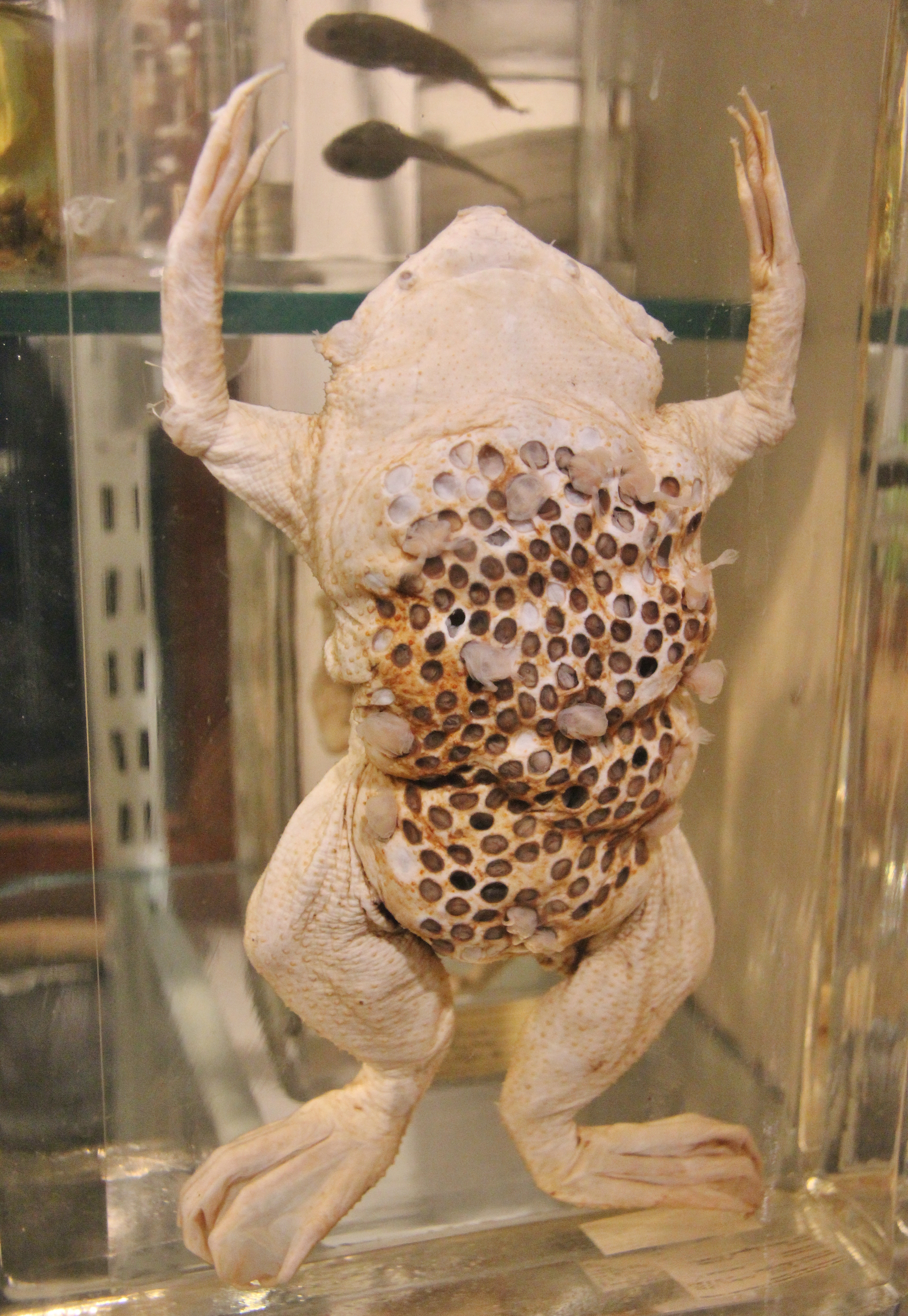 Surinam toad, inside Grant Museum of Zoology
