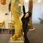 Warning This Post Contains Penis… Iceland’s Phallological Museum in Reykjavik