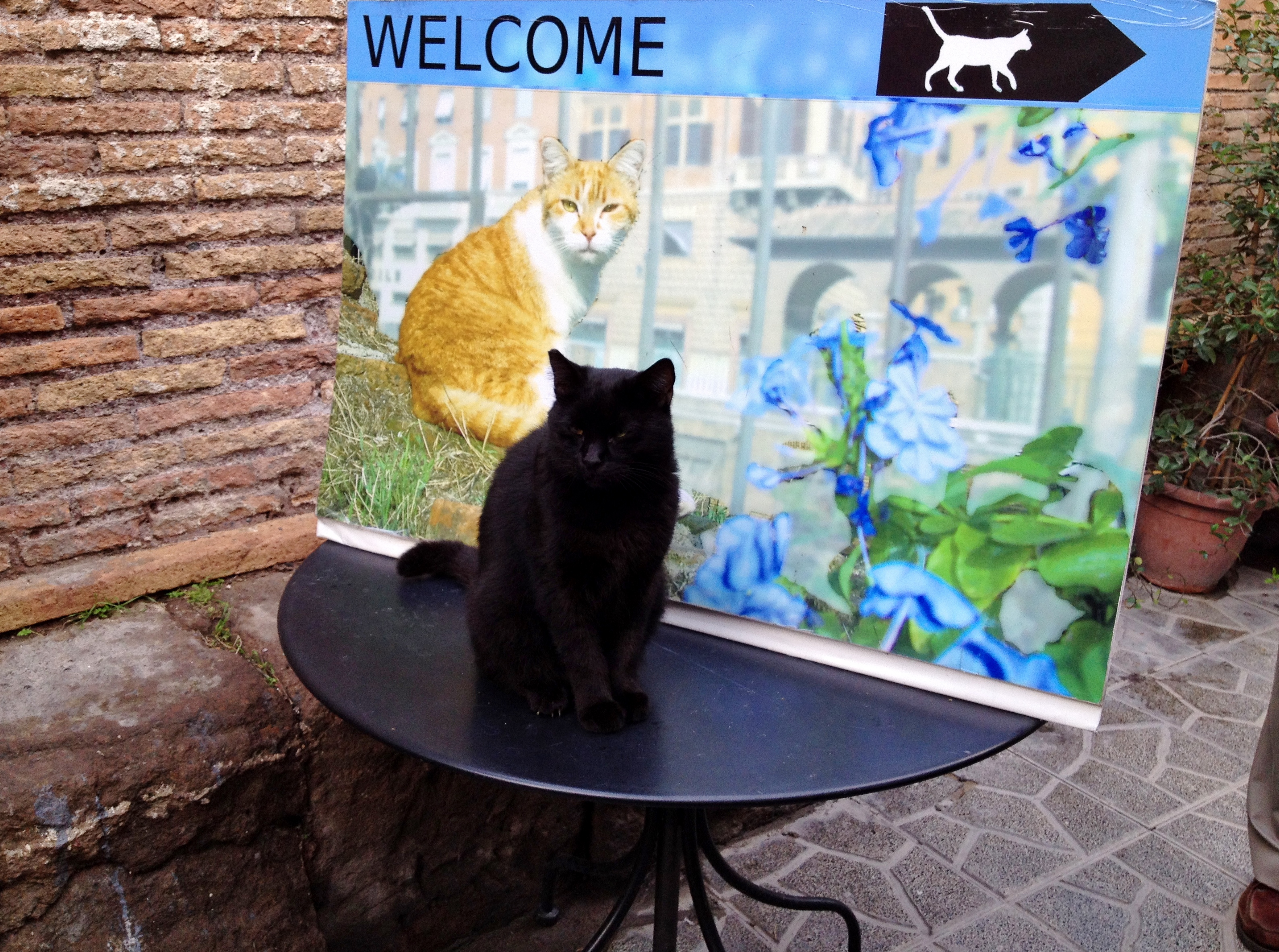 Largo Cat Sanctuary, Rome