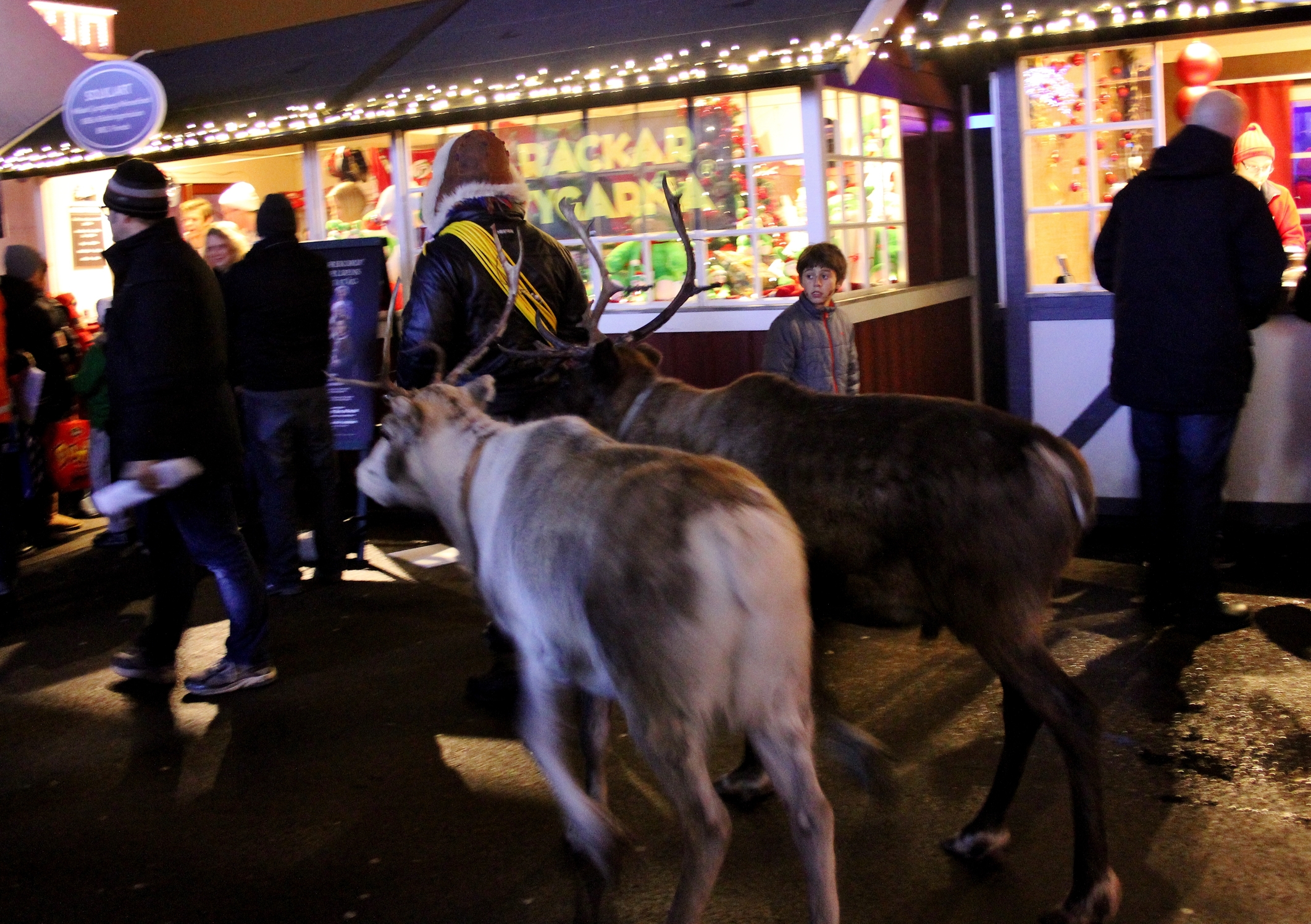 Reindeer at Liseberg Christmas Market