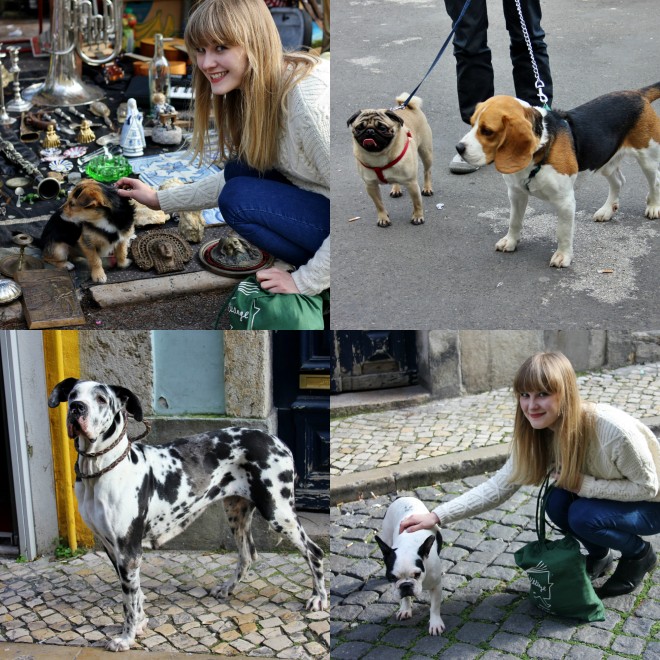 dogs in Lisbon, Portugal