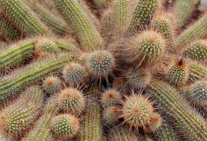 Cactus, Kew Gardens