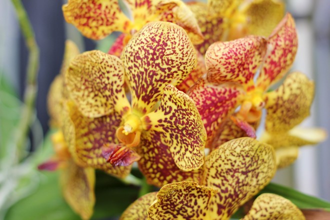 Orchids, Kew Gardens