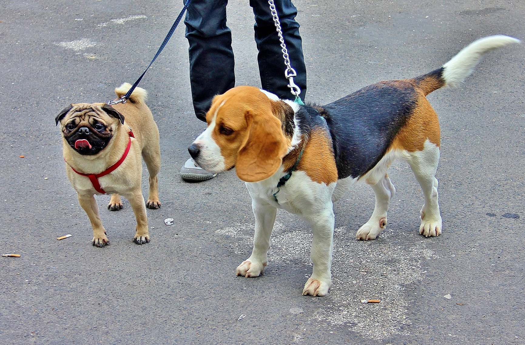 dogs in lisbon