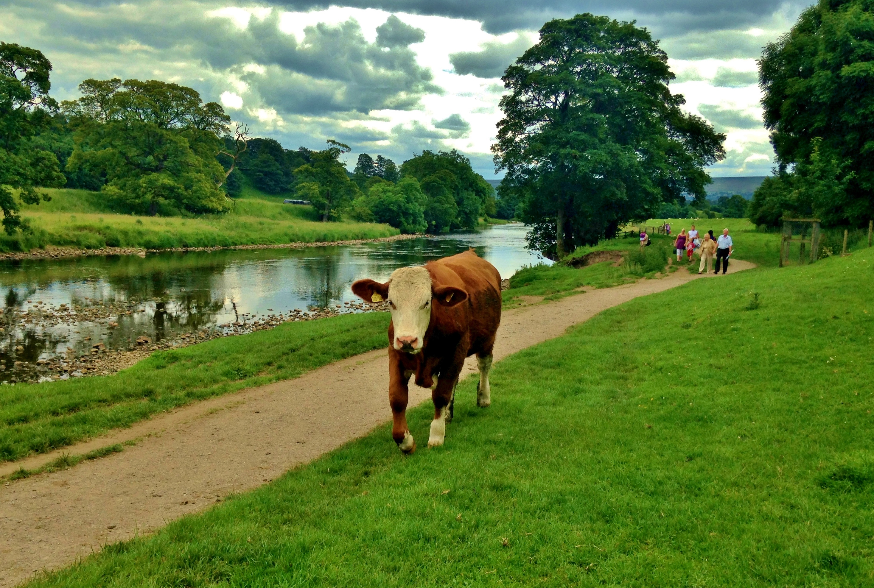 Cows at Bolton Abbey, North Yorkshire