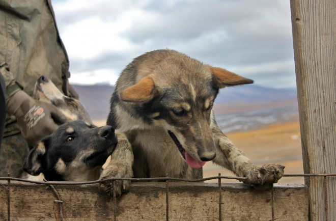Husky dogs, Svalbard