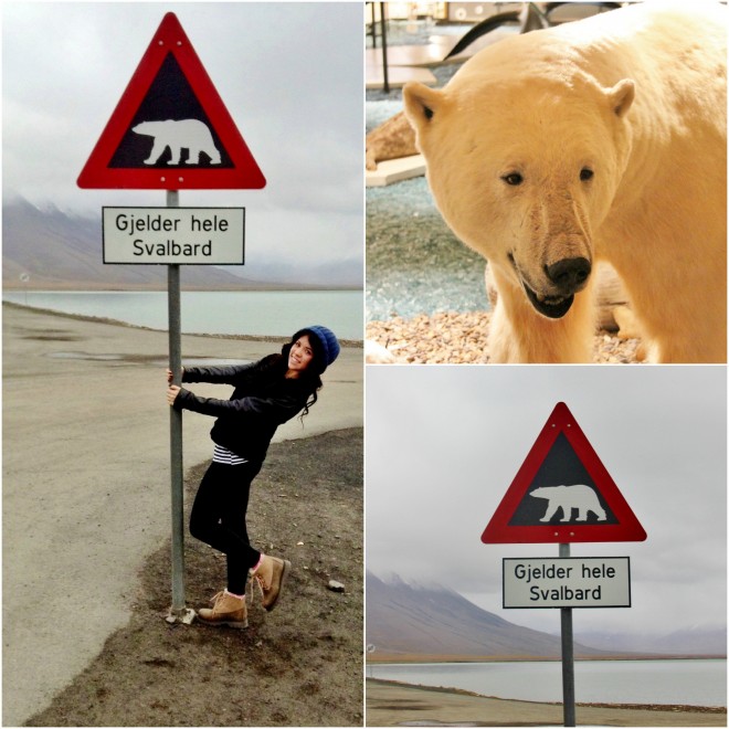 Longyearbyen photos, Polar bear