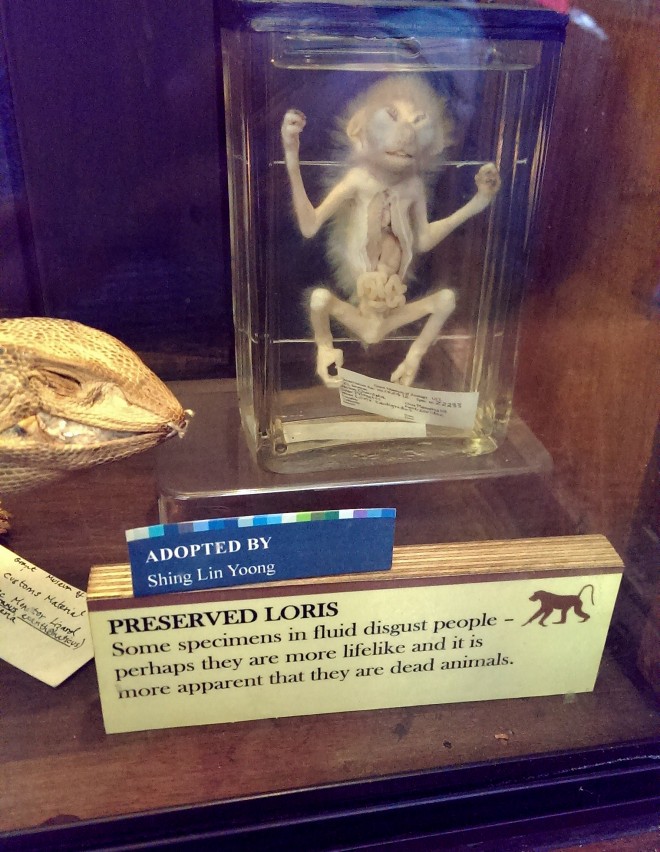 Loris, Grant Museum of Zoology