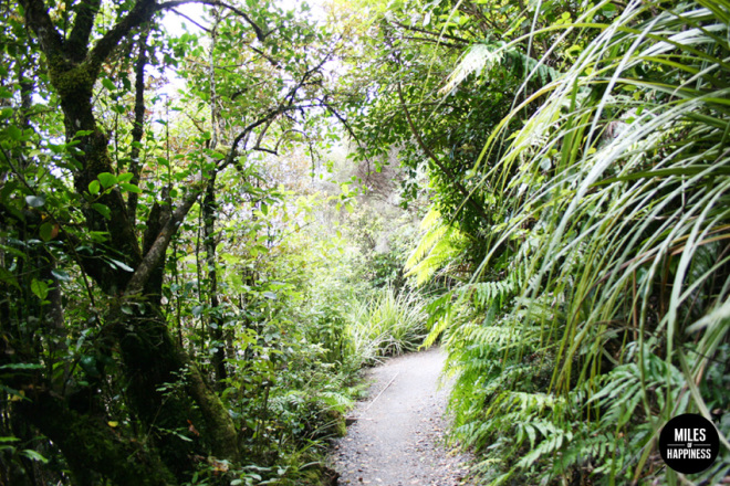 Tongariro, New Zealand, Forest