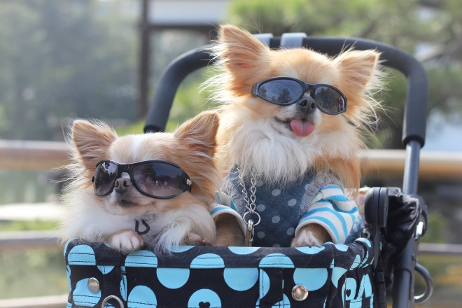 Dogs in prams, fashion Japan