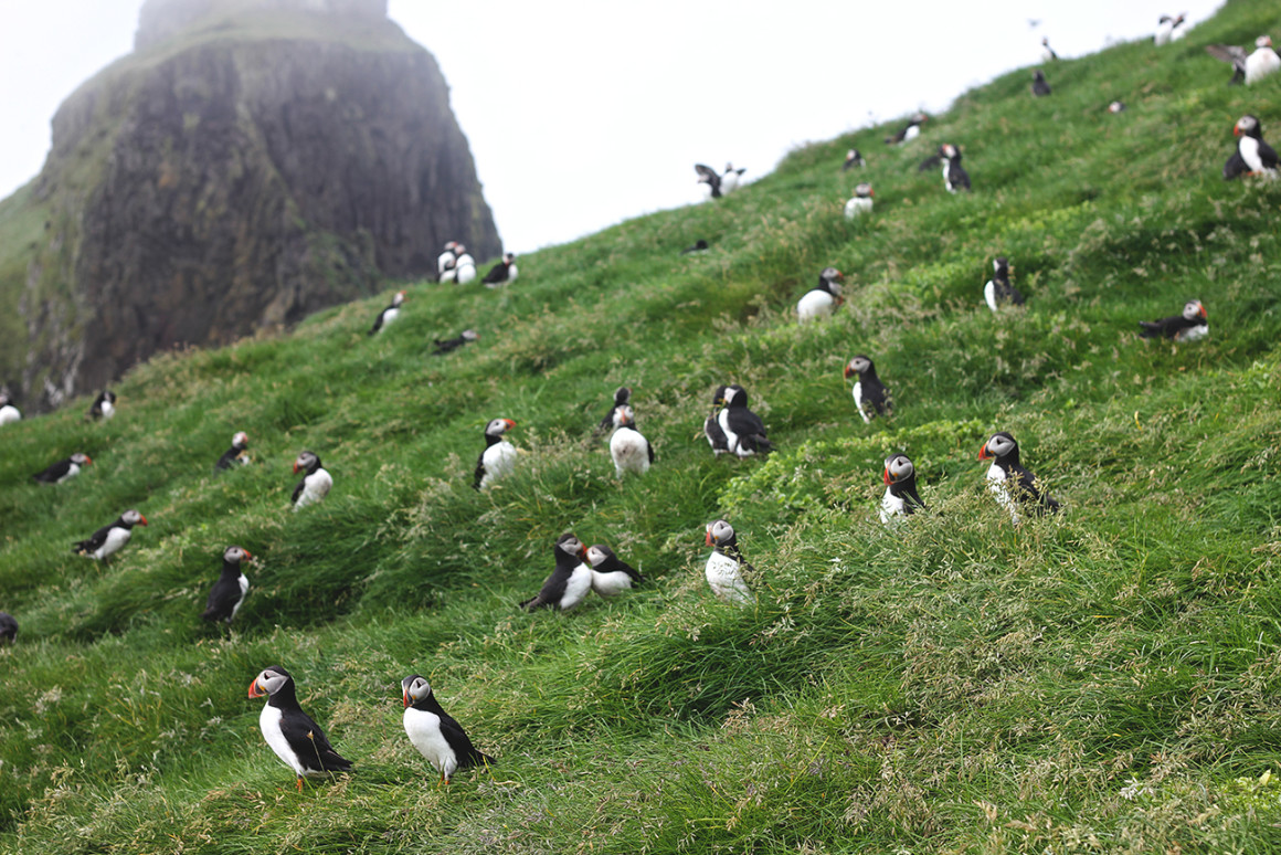 Puffins on Mykines