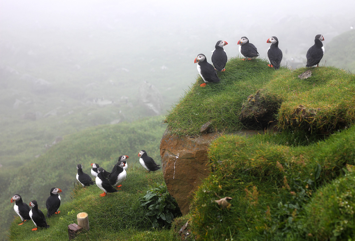 Puffin Colony, Mykines, Faroe Islands