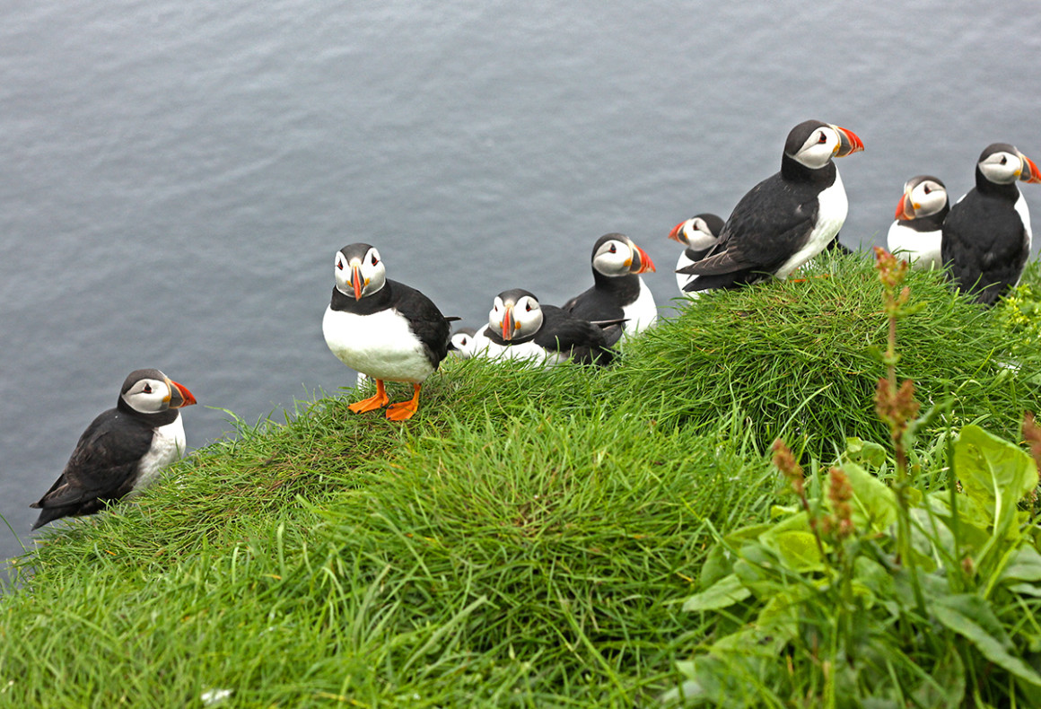 Puffins on Faroe Islands