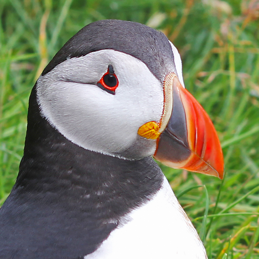 The Puffins Of Mykines In The Faroe Islands The Culture Map