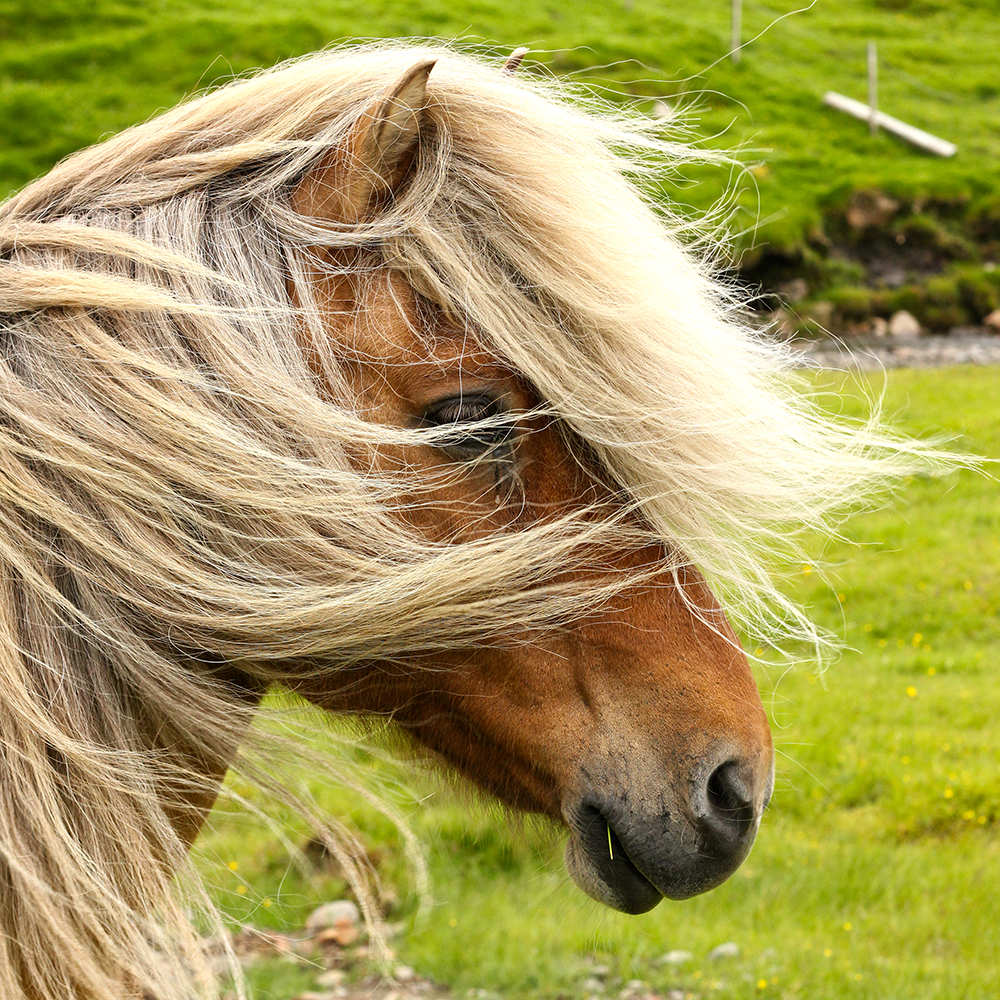 Faroese horse