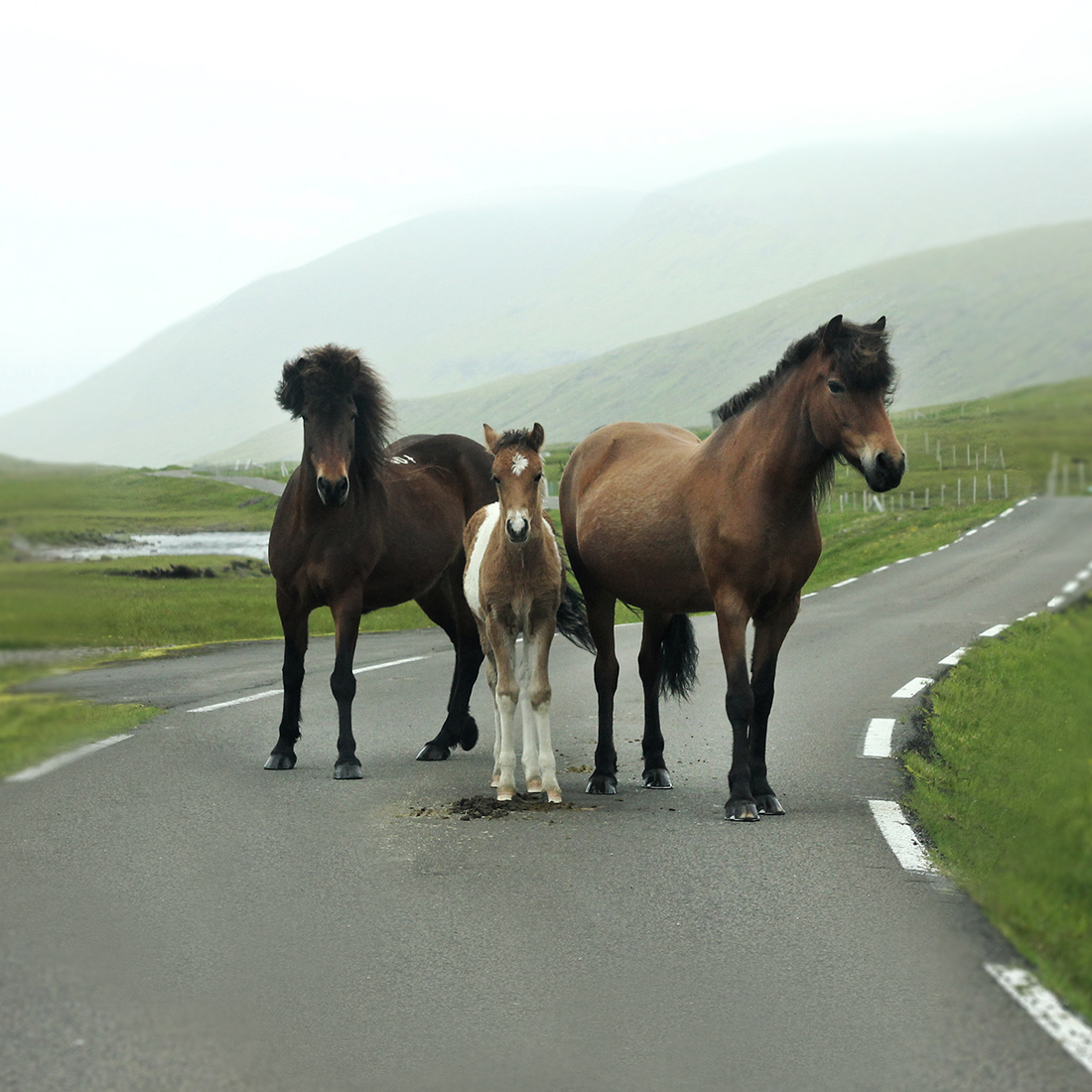Horses in Faroe Islands