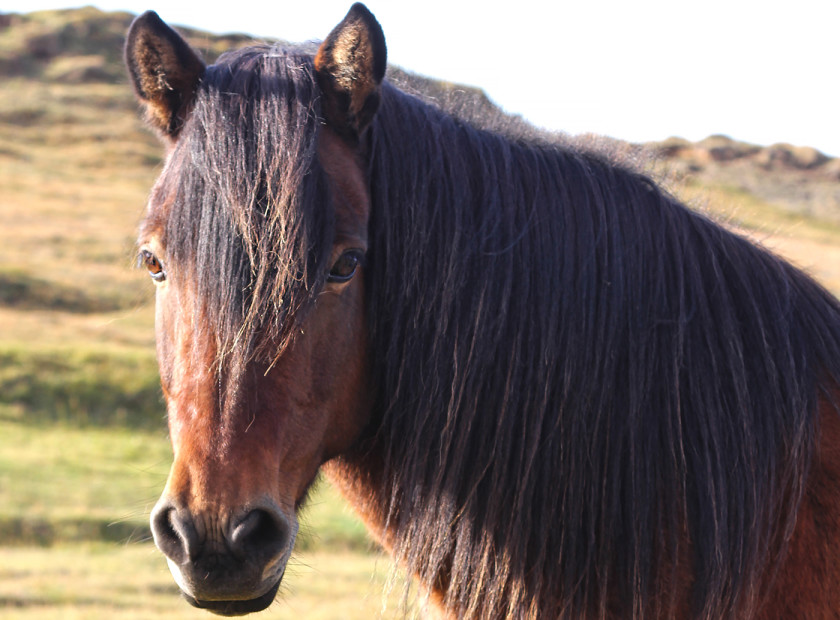 On a road trip in Iceland you'll always see horses