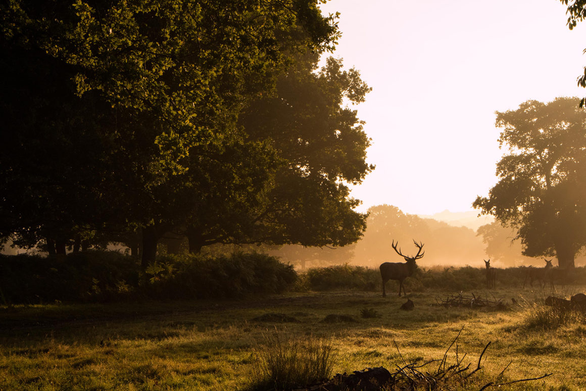 Richmond Park - where to find the best parks in London