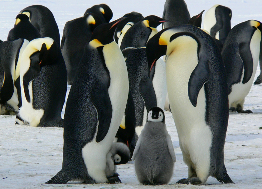Where can you see penguins around the world? You're guaranteed in Antarctica to see this cute and fluffy creatures!
