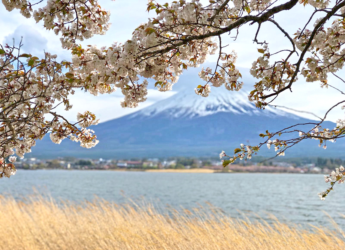 Day trip to Mount Fuji from Tokyo by train or bus during off peak season