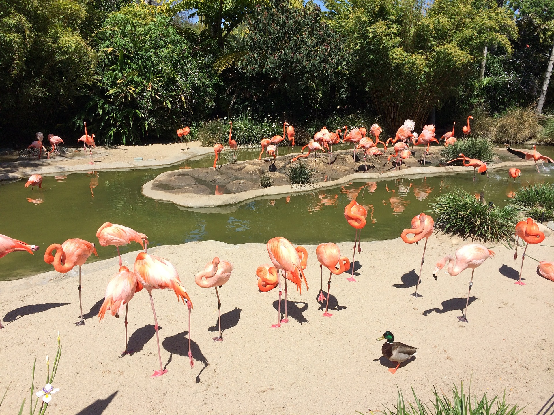 San Diego Zoo - city attractions