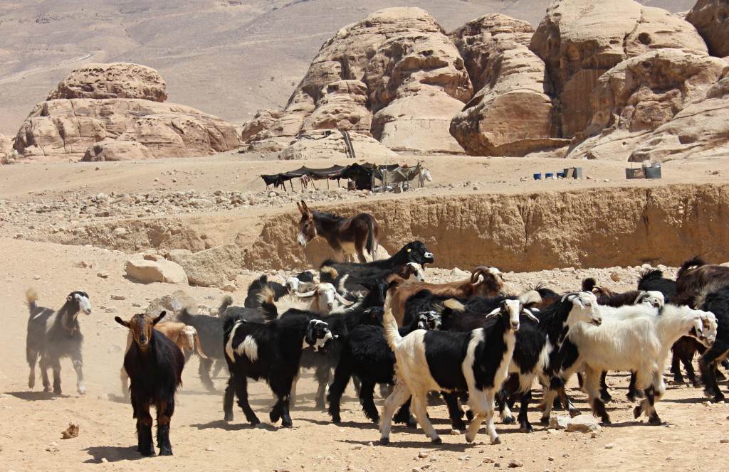 Goats, goat herder in Little Petra, Petra, Jordan