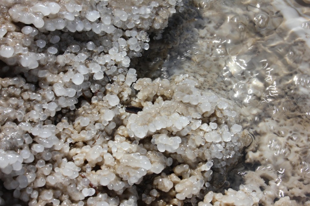 Salt crystals in the Dead Sea, floating in dead sea