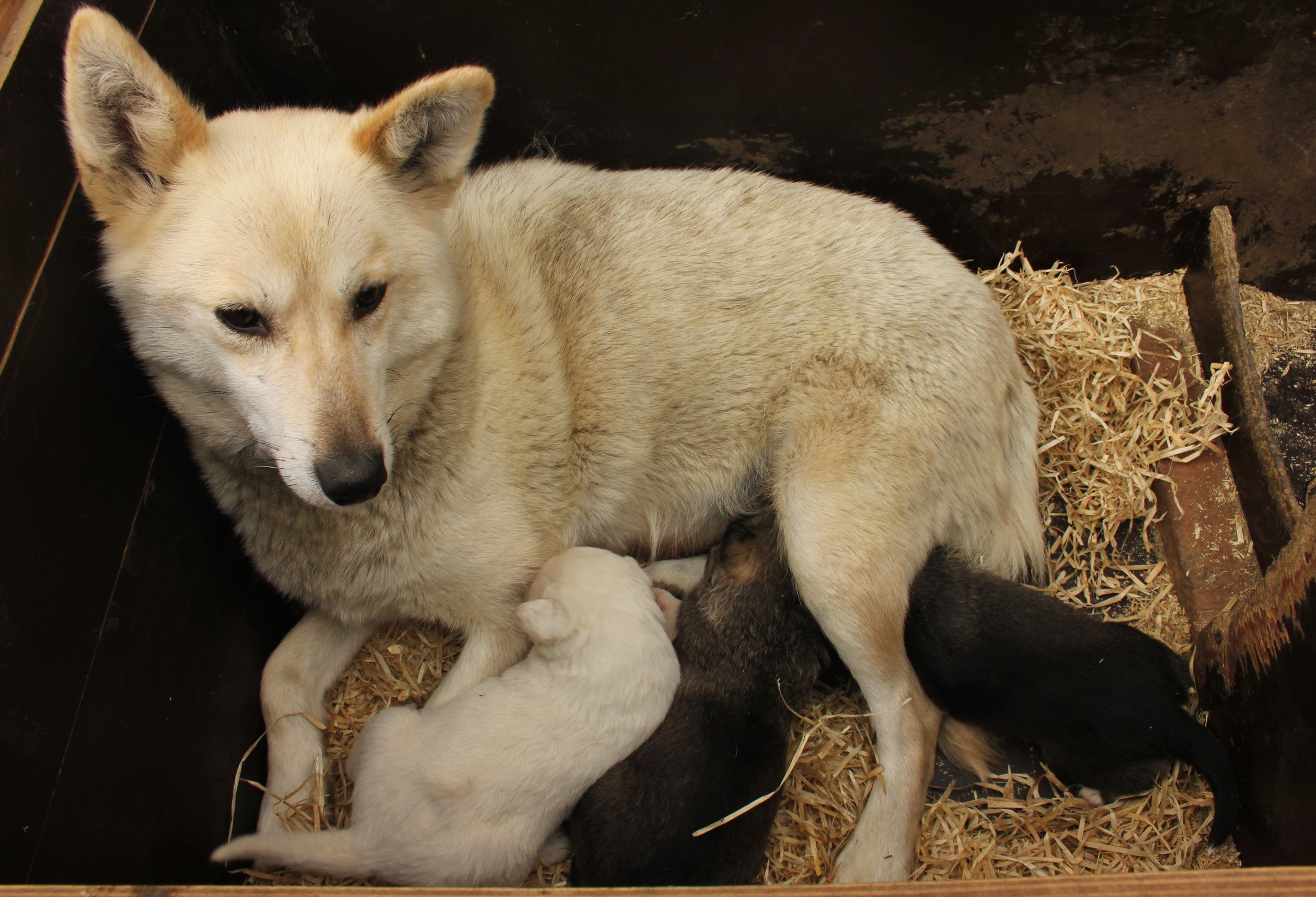Newly born huskies