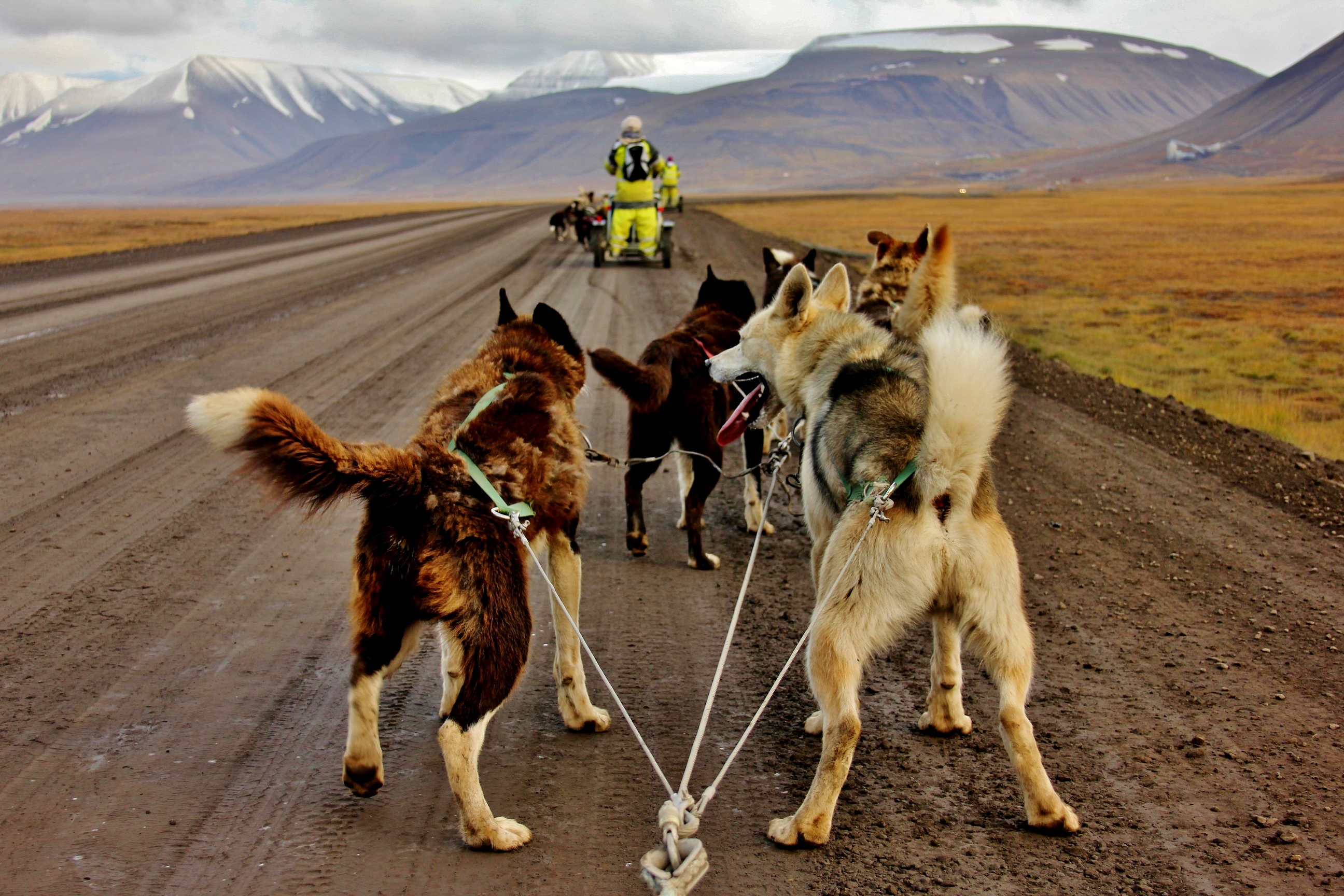 Husky dog sledding in Arctic Norway