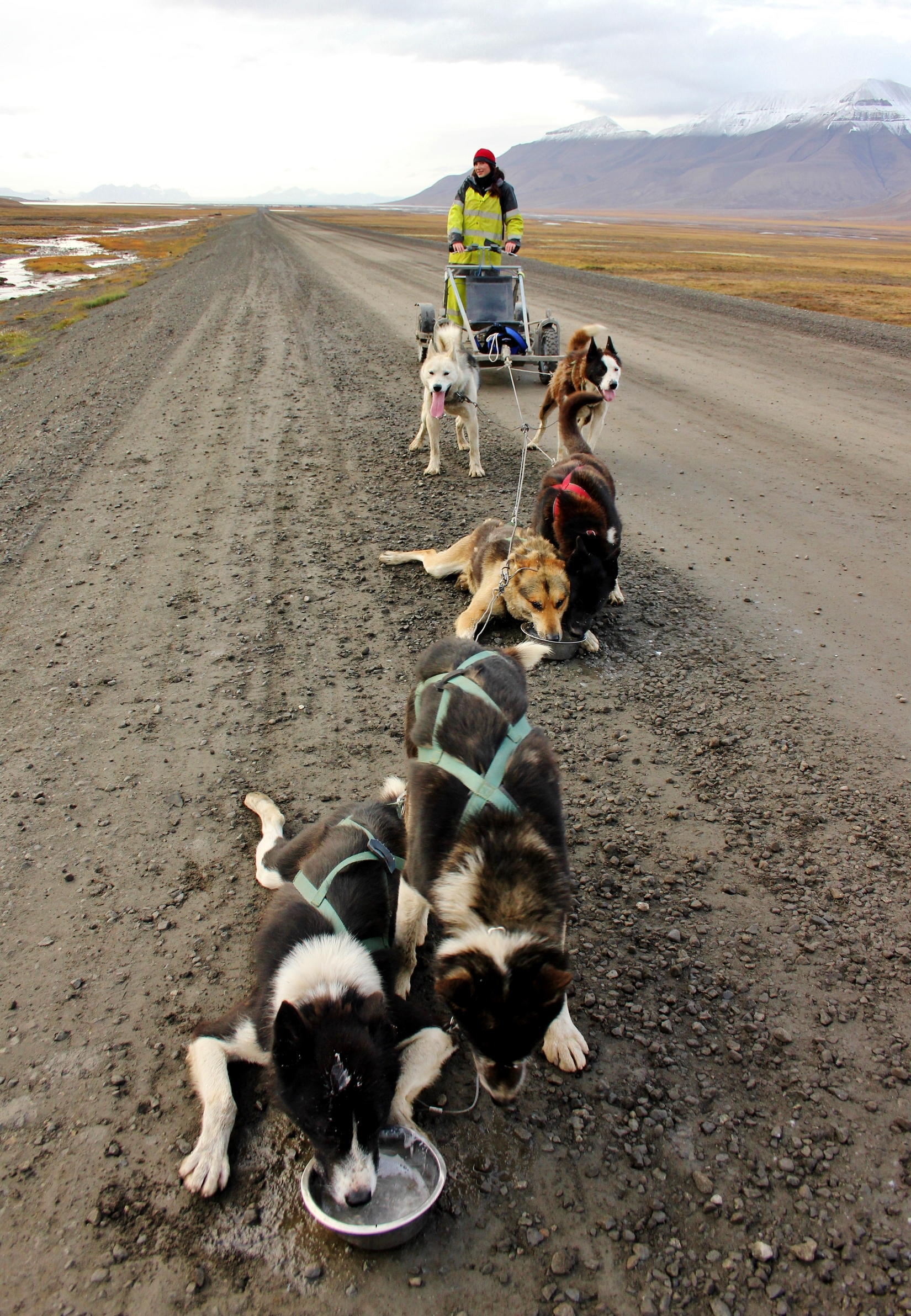 Pack of husky dogs in Svalbard, Norway