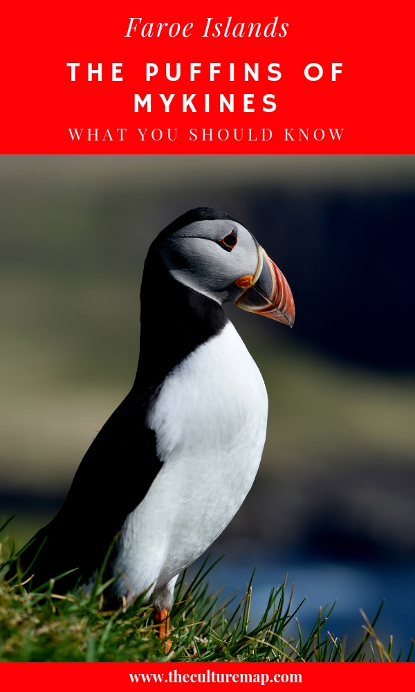 Puffins in Mykines, Faroe Islands - Information and when to go