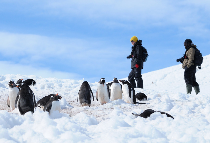 Penguins in the Antarctic Peninsula with South Shetlands, Plancius: Danco Island