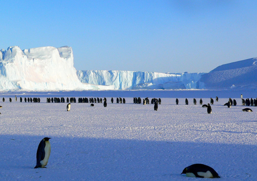 Seeing penguins in Antartica and around the world