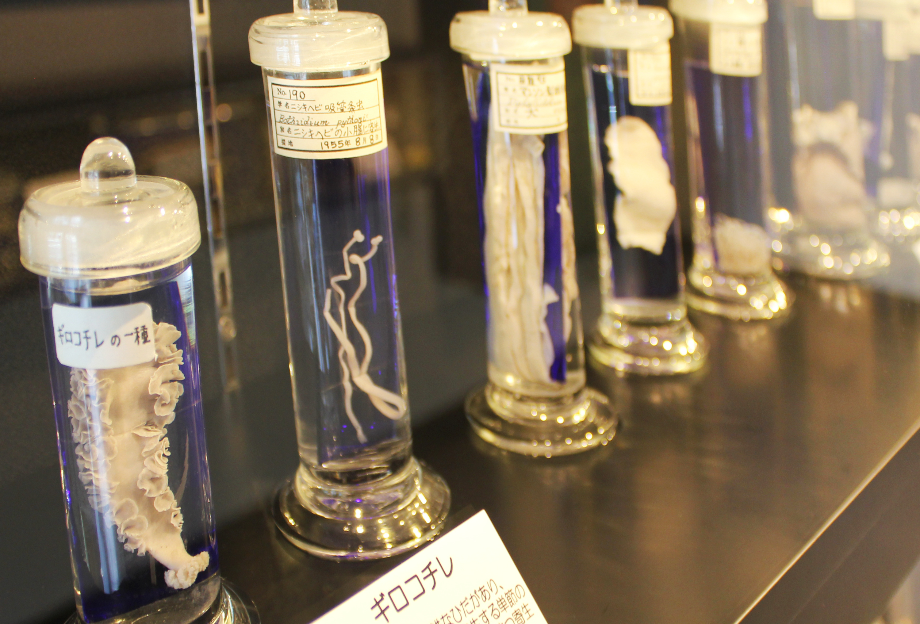 Meguro Parasitological Museum - Unusual and quirky things to do in Tokyo