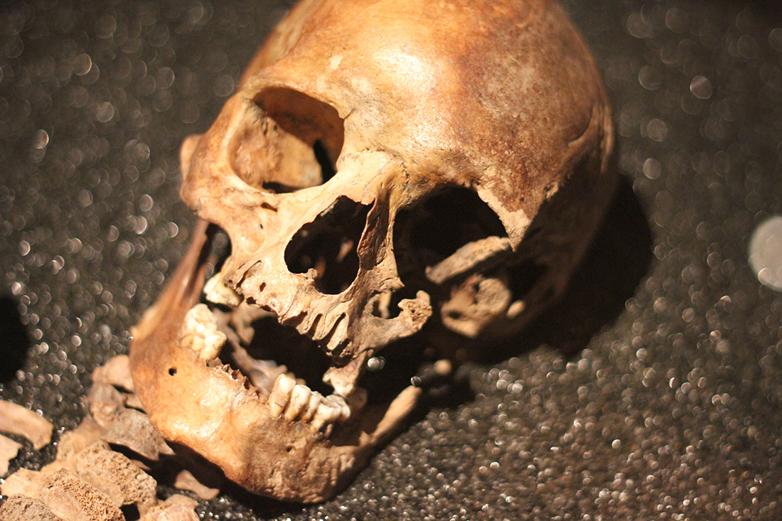 Skeletal remains inside the Vasa Museum in Stockholm
