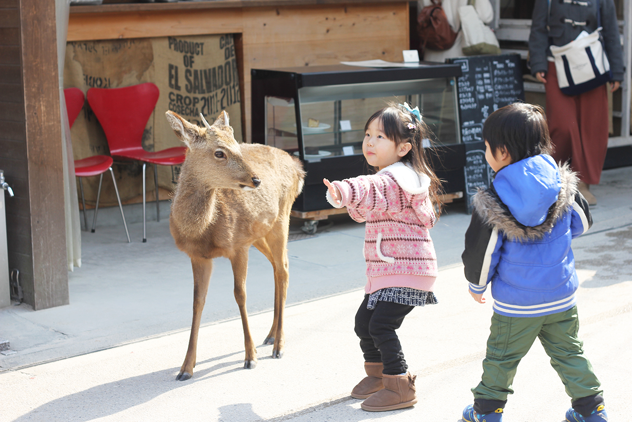 Friendly deer on Miyajima Island, Japan