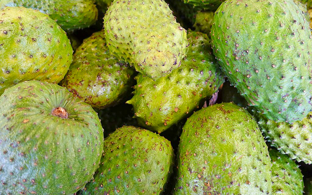 A Guanabana fruit in Colombia