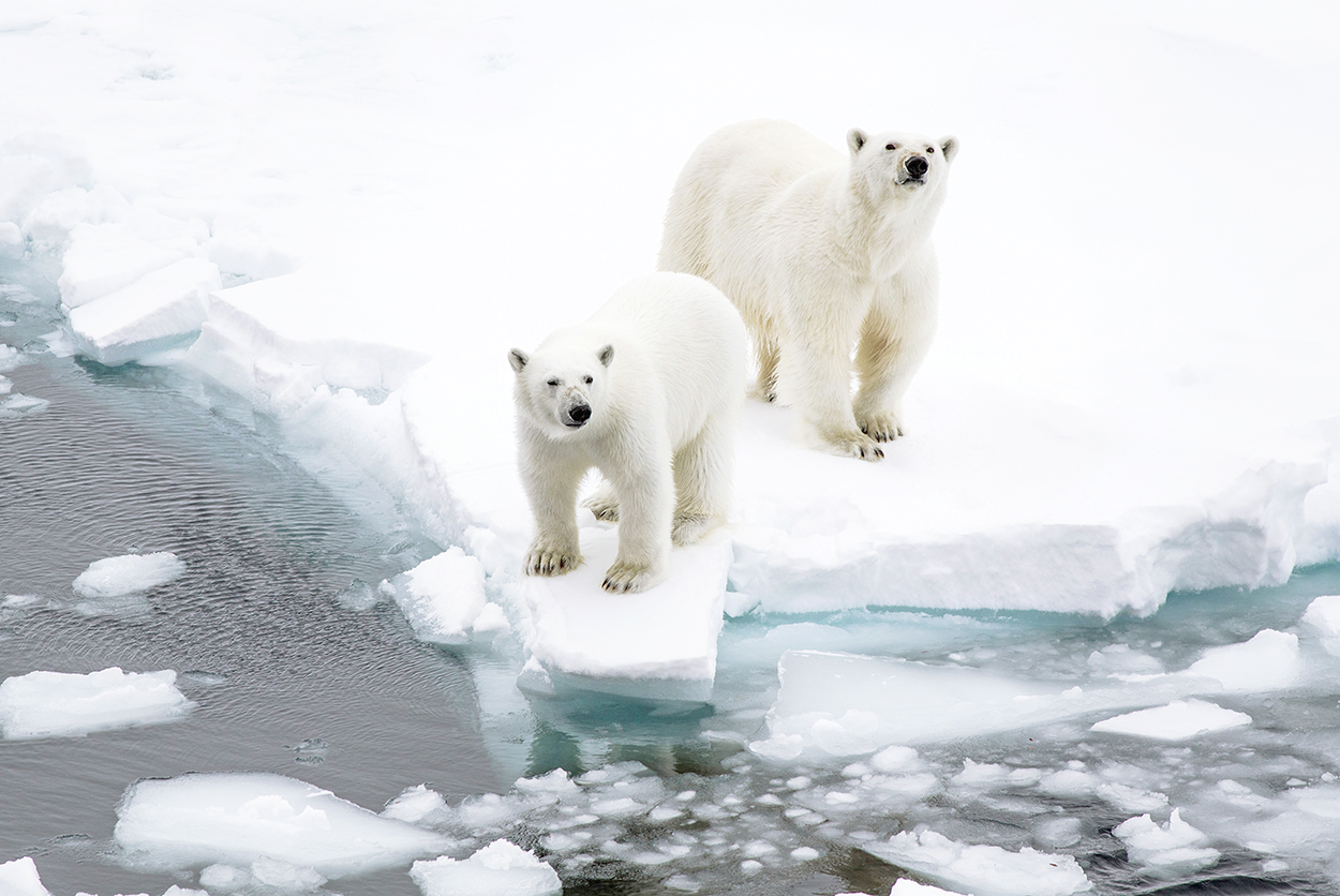 Franz Josef Land Secrets of the Russian High Arctic