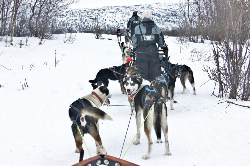Dog-sledding in Alta, Norway