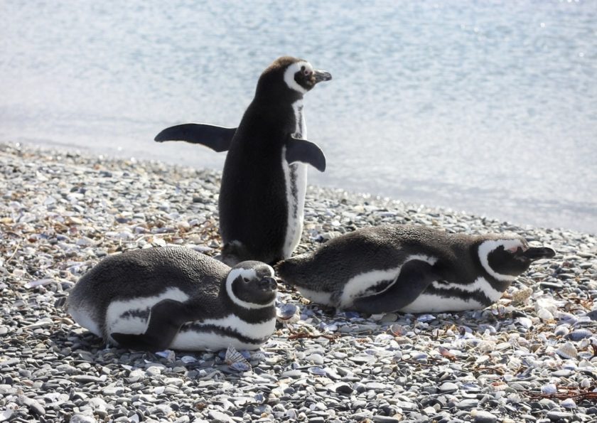 Meeting penguins on Martillo Island, Ushuaia, Argentina