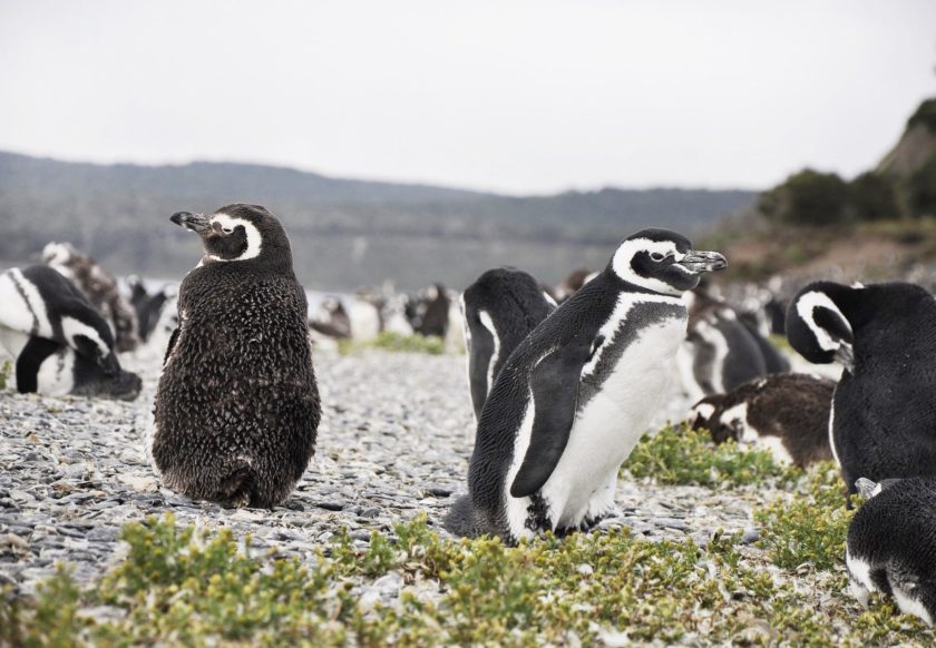 Penguin colony on Martillo Island, Ushuaia
