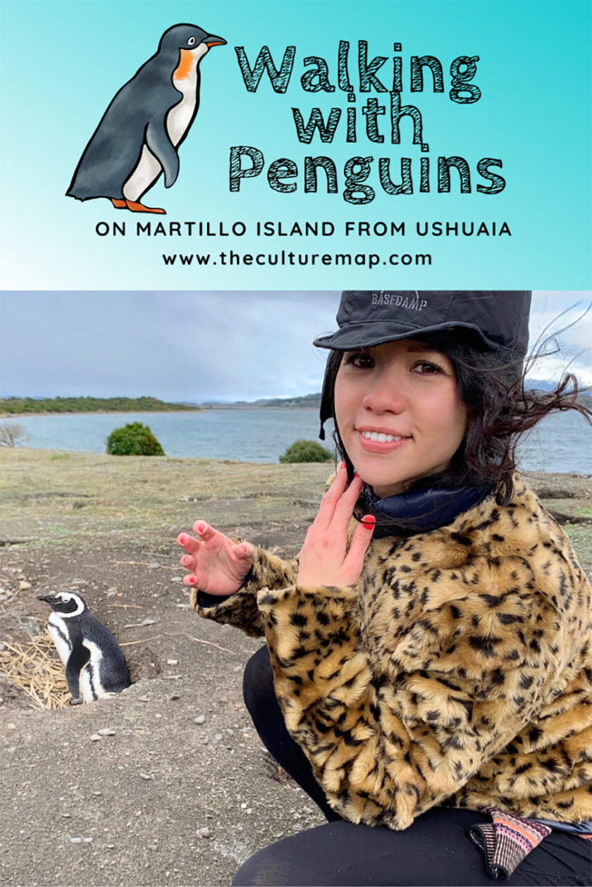 How to see penguins on Martillo Island from Ushuaia, Patagonia