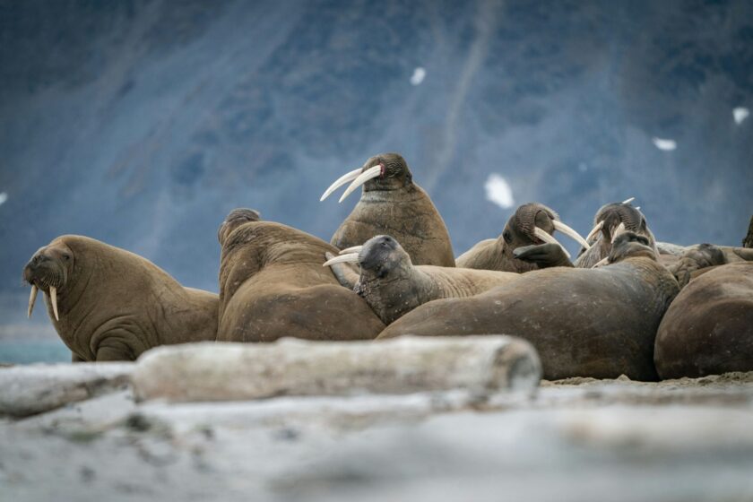 Svalbard - guide to Norway